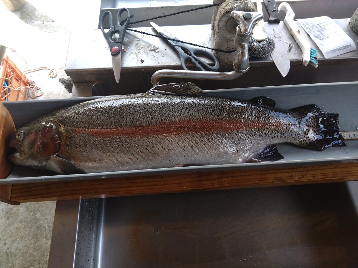 パインレイク4日目にして最大魚が出ました！65.5cm 3.7kg お昼に