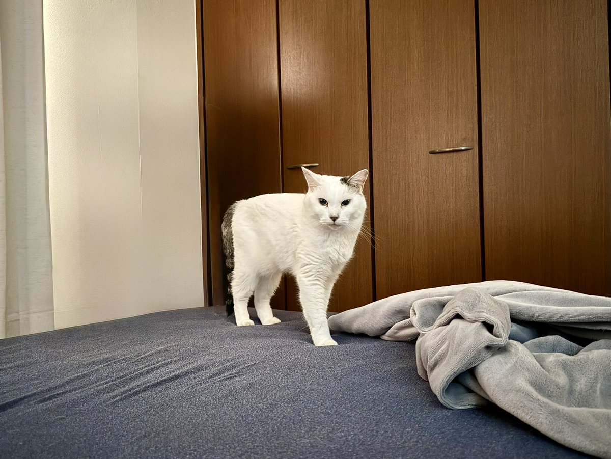 カメントツのサブアカ (@computeroba) on Twitter photo 