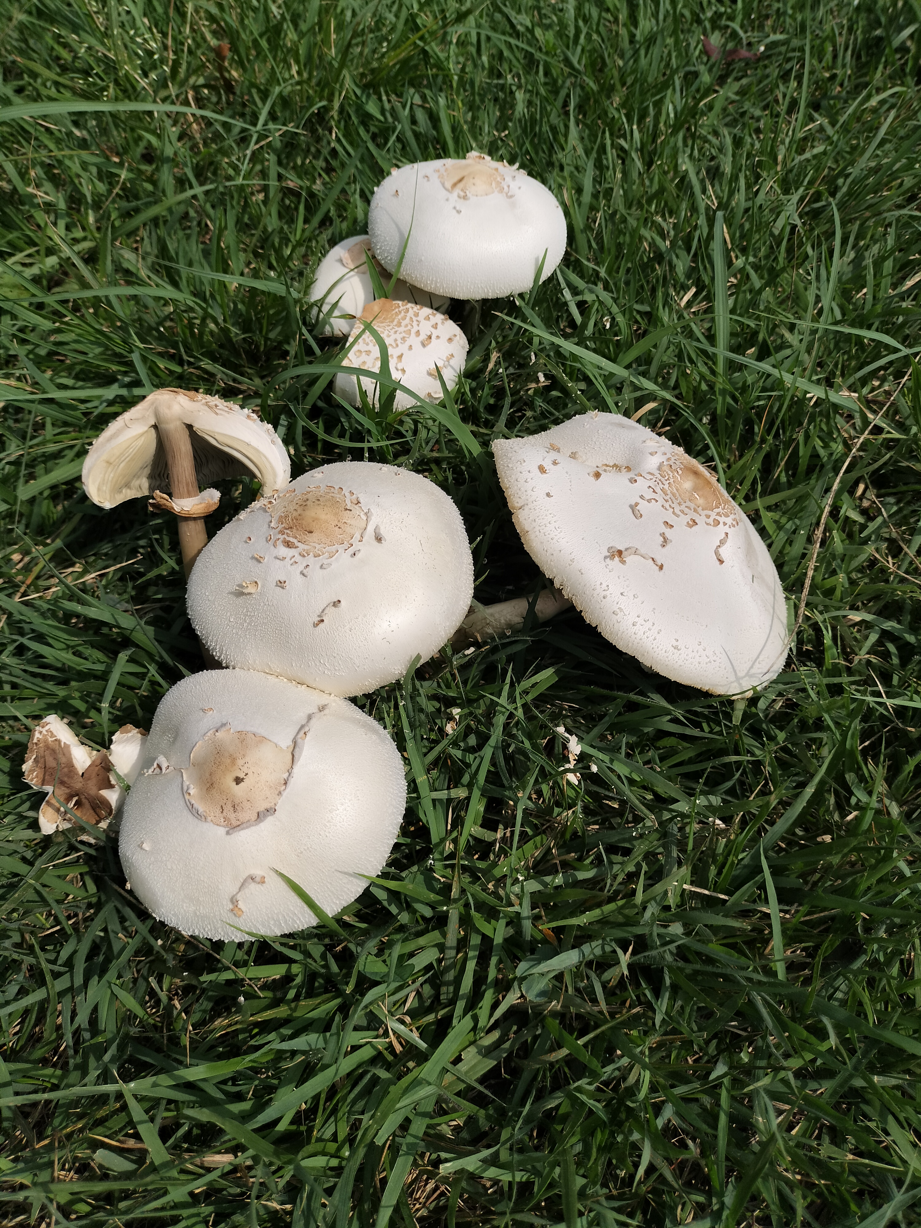 Makoto NAGATSUKA on X: 