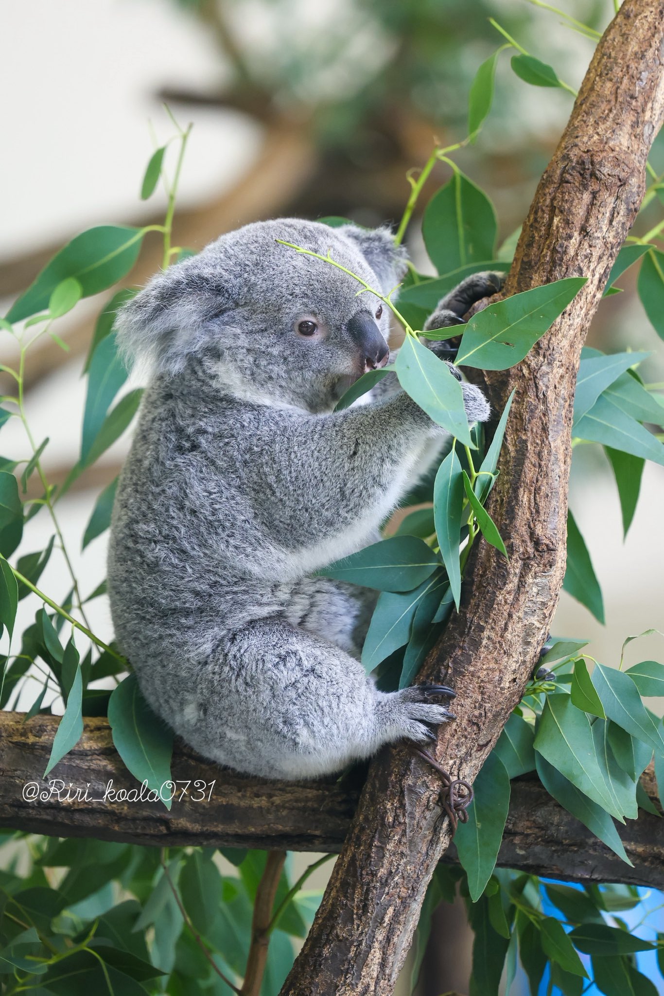🎀 莉里 🐨 on X: 