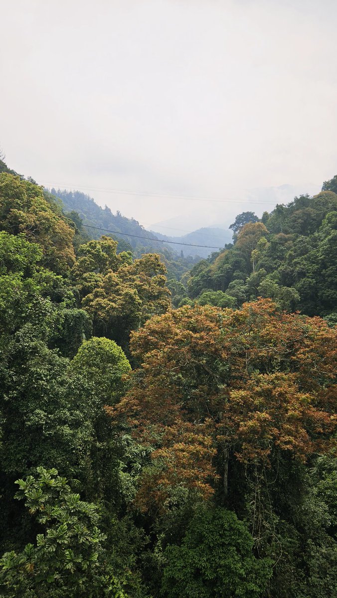 amhasbi's tweet photo. enjoying the lush greenery of TNGGP https://t.co/AWAhRua9yr