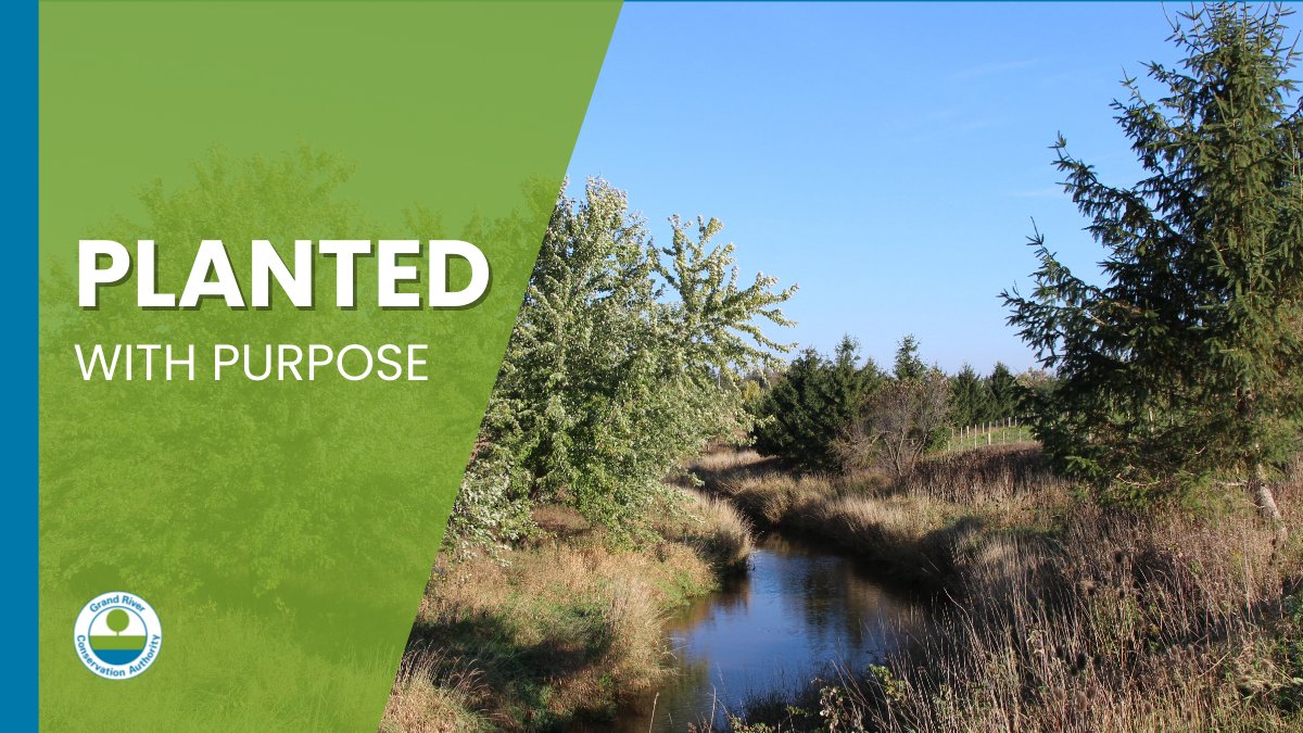 grandriverca's tweet photo. Planted with Purpose: Riparian Buffers. When it comes to water quality, trees are the true heroes. Deep-rooted trees and grasses trap nutrients and anchor soil, protecting water and creek banks from runoff and erosion.  Contact GRCA staff to learn more:  https://t.co/Rr3oGuAq9m https://t.co/AjBw15y1OC