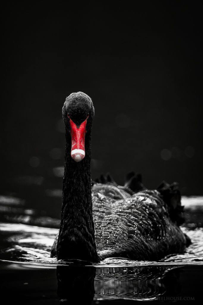 🚨BREAKING. 
BLACK SWAN EVENTS&lt;