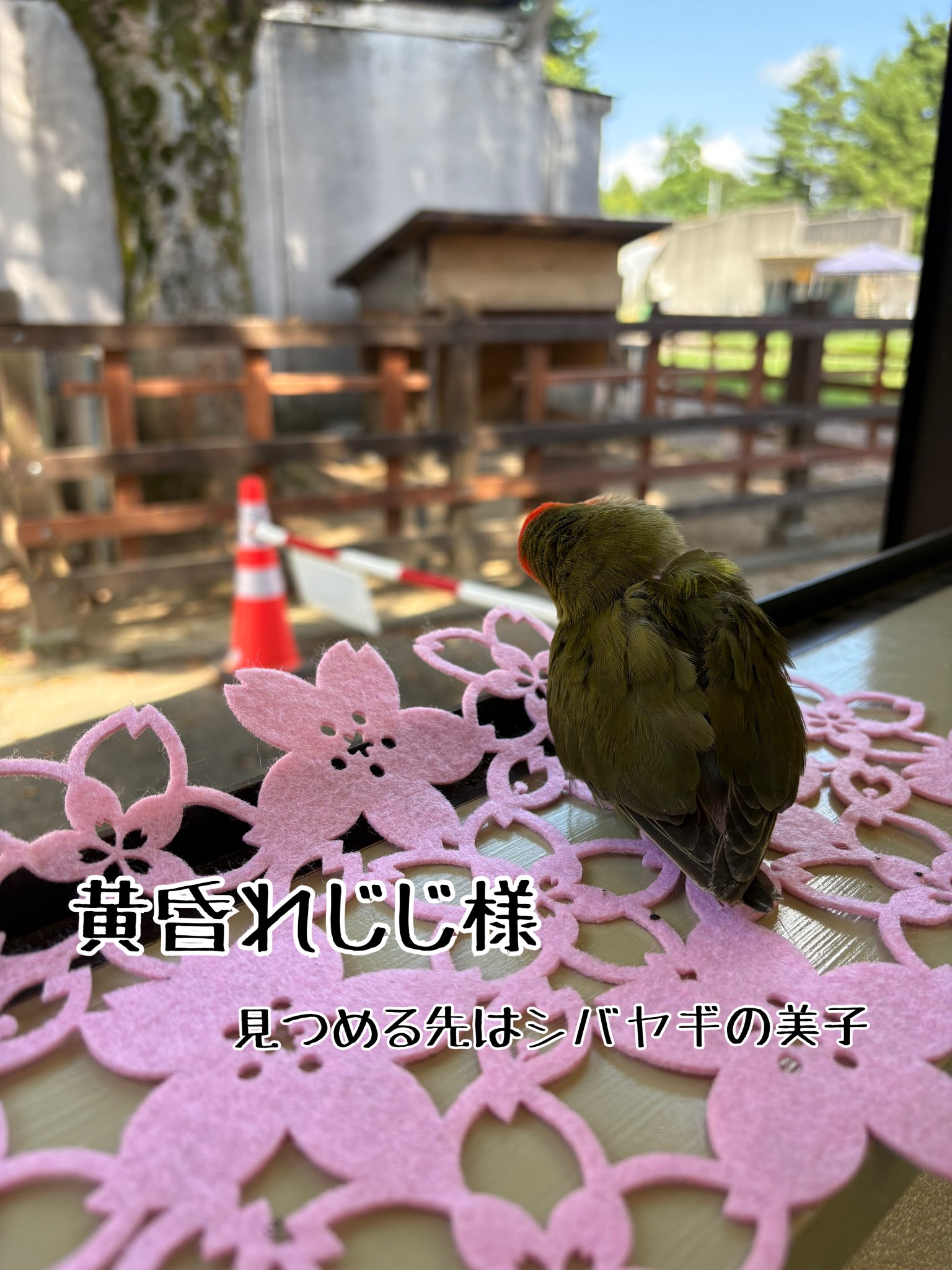 FLORA & FAUNA 自然のデザイン FLORA & FAUNA 自然のデザイン 再販商品の情報】 – ネイチャー