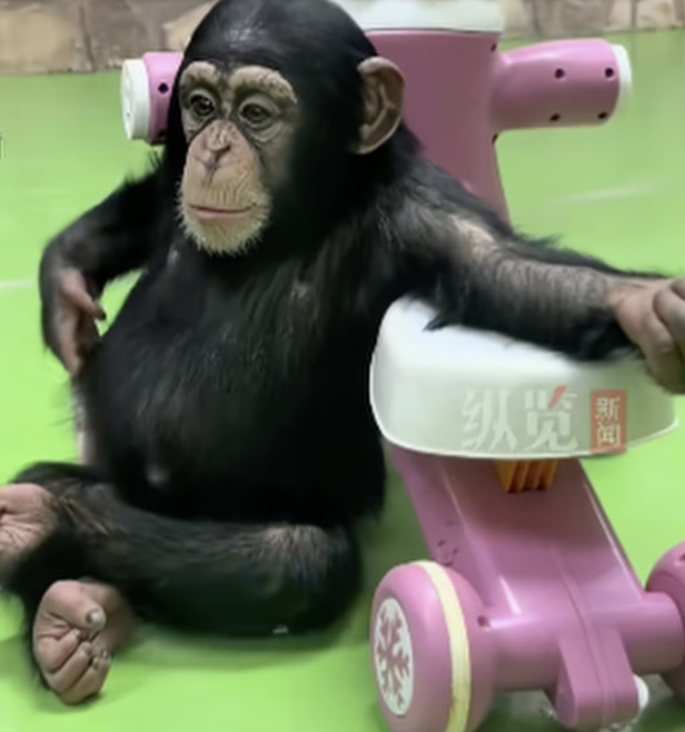 禁止】ショート動画中毒になったチンパンジー、動物園側「携帯電話見せ