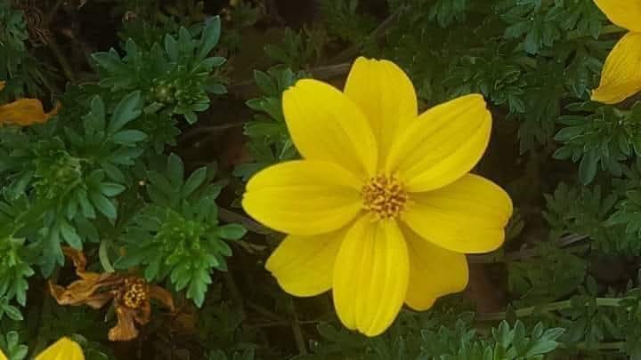 Groc de llibertat, de dignitat, de resistència. Gràcies! <a href="/aviesiavisLL/">Àvies i Avis Mont-roig del C.🎗️x la Llibertat</a> <a href="/avisiaviesreus/">Avis i Àvies de Reus x Llibertat 🎗</a> <a href="/AvisxRepublica/">Avis i Àvies per la República</a> <a href="/Aviesiavisvic21/">Àvies I Avis de la Plaça de Vic</a> <a href="/TacaDOliAvis/">Taca d'Oli</a> <a href="/anclacanonja/">ANC La Canonja</a> <a href="/CanonjaX/">La Canonja x la Llibertat</a> <a href="/Iaies_osTortosa/">Iaies&Iaios per la Llibertat</a> <a href="/v_rovira/">vrovira50</a> <a href="/david_miret/">David Miret</a> <a href="/MeridianaResis1/">MeridianaResisteix</a> <a href="/JDDCAT/">JDD</a> <a href="/musicspenedes/">Músics per la Llibertat Alt Penedès</a> <a href="/CorPaeria/">Cor Plaça Paeria</a> <a href="/JaumeAeRos/">Jaume Añe Ros</a> <a href="/CesarLagonigro/">Cèsar Lagonigro</a>