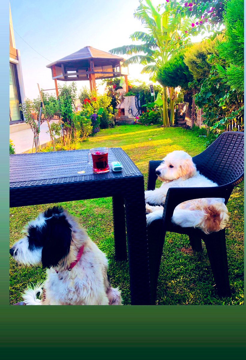 Sevgitasss's tweet image. Günaydın, hasta annelerine bitki çayı yapmışlar.