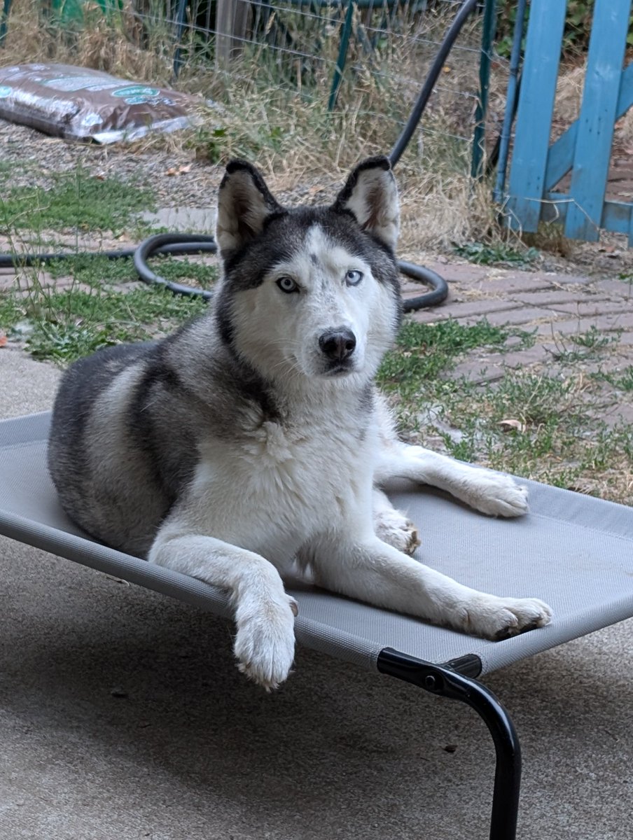 RDlenix's tweet photo. Here is a dog. https://t.co/5s7ykGo3vE