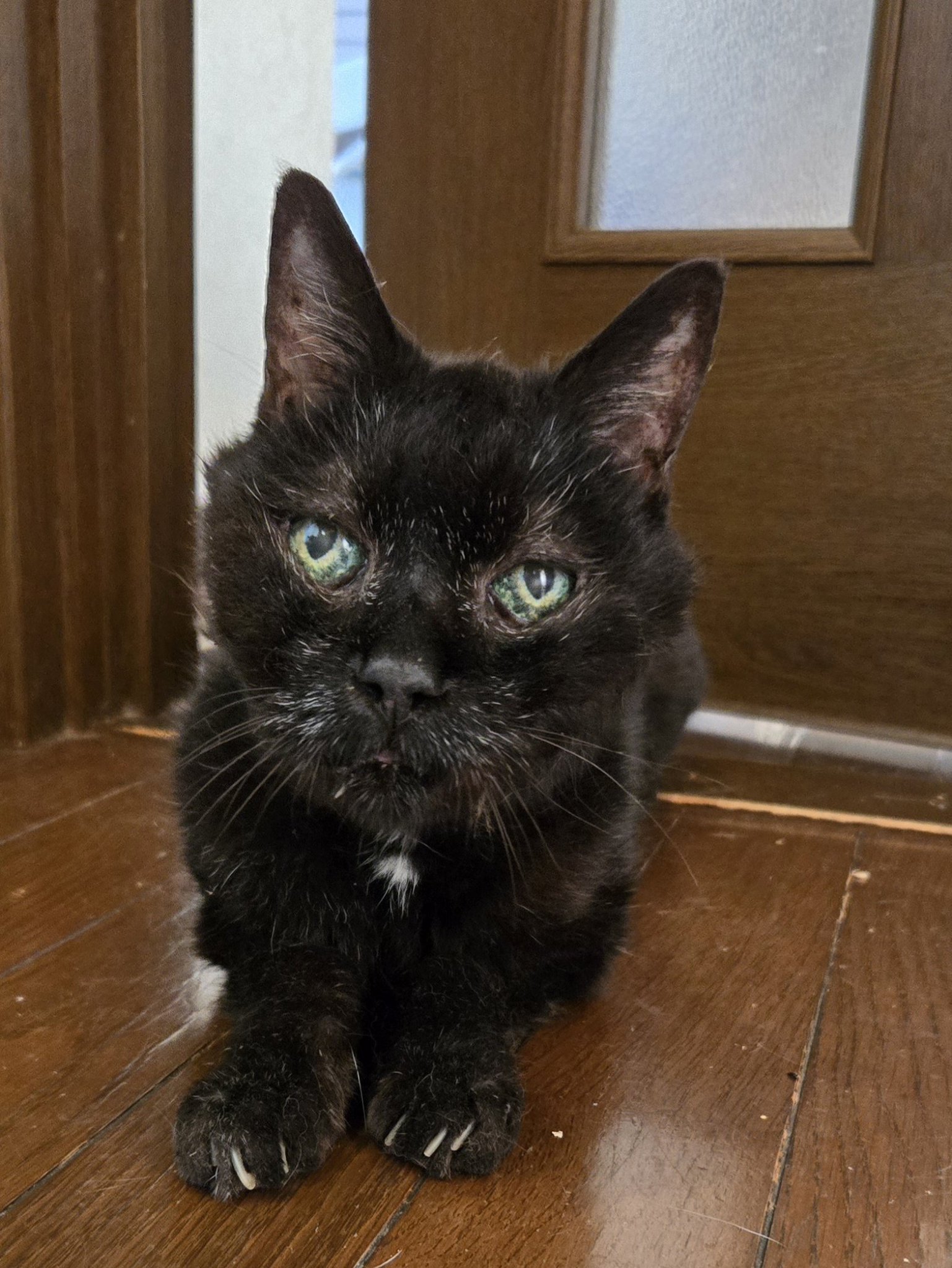 「黒猫みんと」のみ 猫島猫美 on X: 