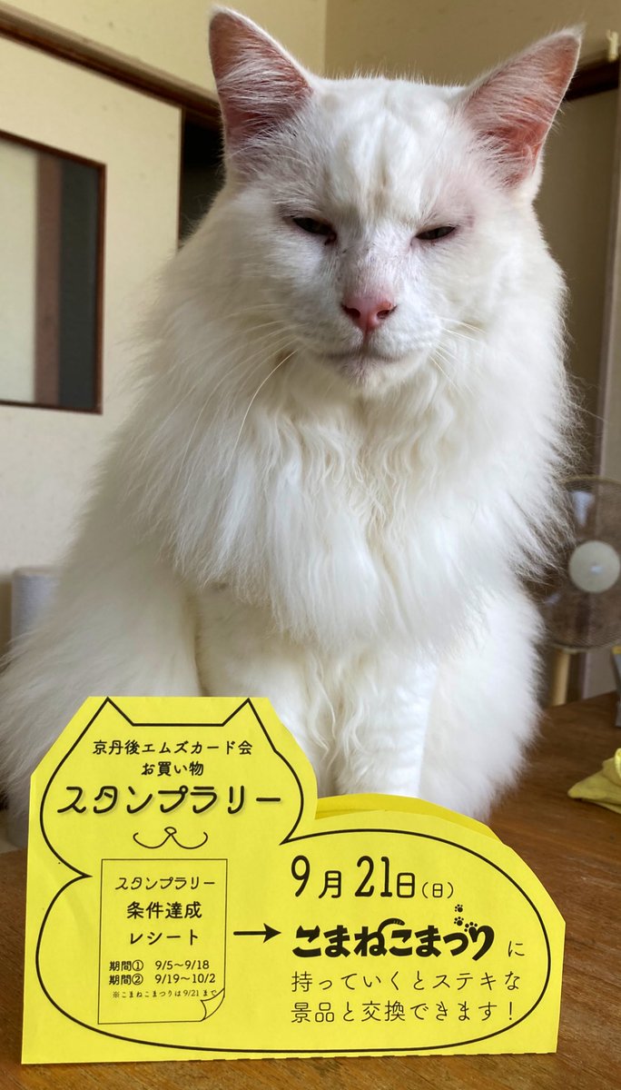 京丹後エムズカード会さんとの共同企画！
お買い物スタンプラリー始まってます。

加盟店でのお買い物でスタンプゲットして、達成レシートをこまねこまつりに持ってくると景品差し上げます^ ^

店頭にはこんな猫型ポップがありますよー。
#こまねこまつり
#京丹後エムズカード会