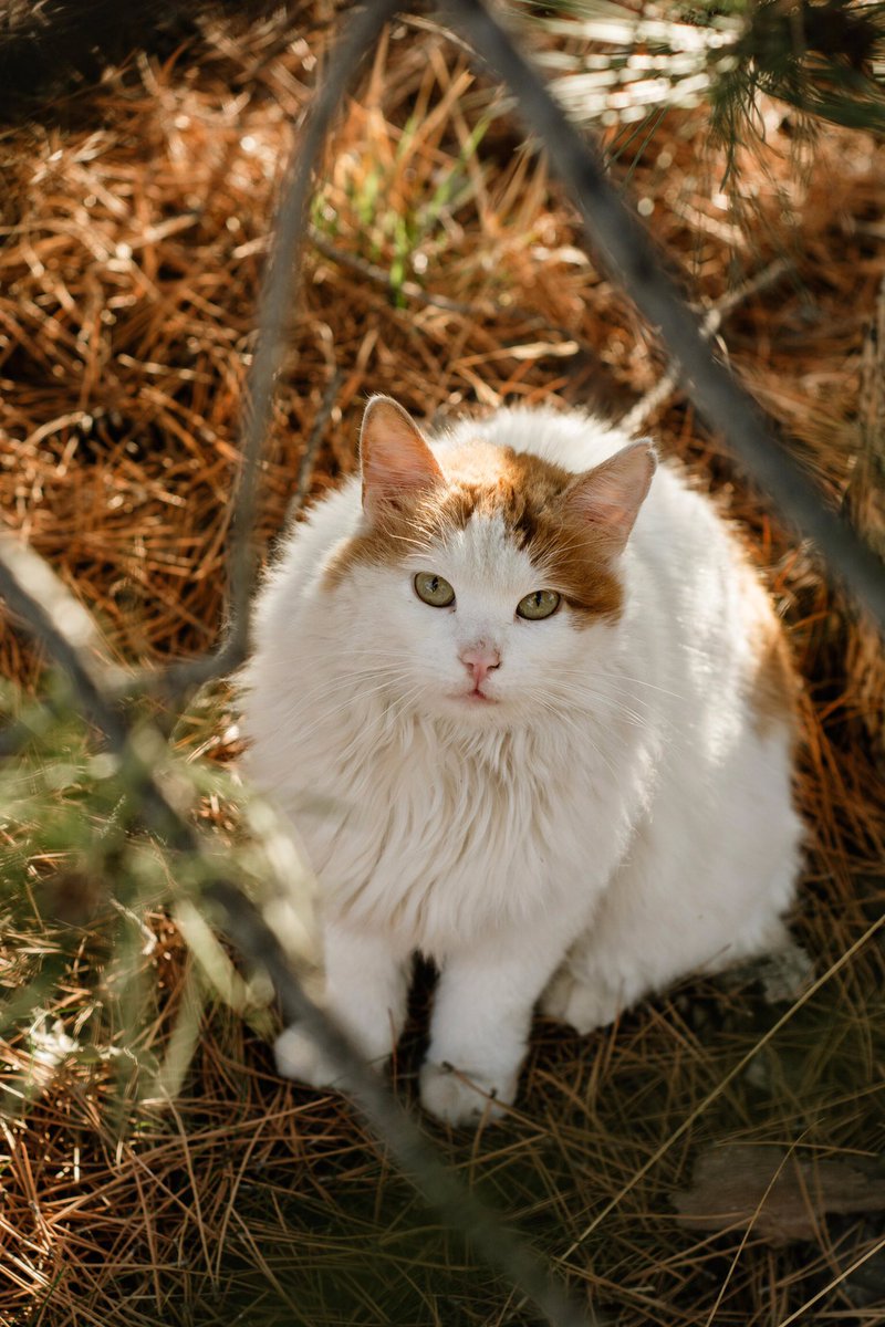 Lovely day dear friends…🌼🍂☕️🐈🧡🤍🤎

#GoodMorningEveryone 🌼 #CoffeeTime ☕️ #CatsLover 🐈 #BeKindAlways 💛 #PeaceAndLove 🕊️