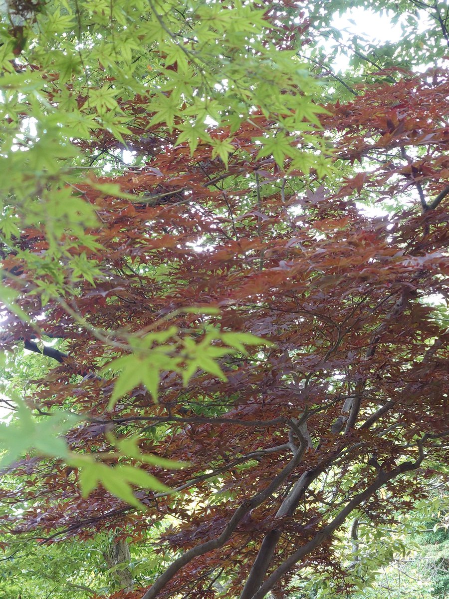 yamabiko1208's tweet image. １６日から１８日迄臨時休業頂きます。ご迷惑をおかけしますがご理解の程よろしくお願いいたします。
#やまびこ　#越谷レイクタウン　#麦塚やまびこ　#手打ちそば　#草加　#八潮　#吉川　#レストラン　#そば　#田舎そば　
#越谷　#麦塚　#手打ちそば　#蕎麦　#うどん　#天丼　#かつ丼　#天ぷら　#舞茸