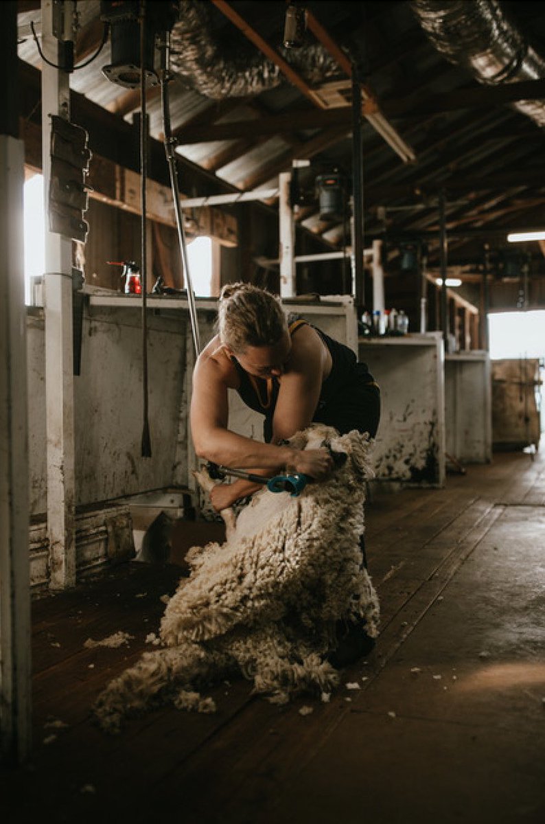 Hentyfielddays's tweet photo. Carol Mudford, 2025 NSW/ACT AgriFutures Rural Women’s Award winner, shearer and registered nurse, is unable to attend on Thursday but will be speaking on suicide prevention in the shearing industry at 12.15pm on Wednesday at Country Lifestyle. #hentyfielddays #henty #HMFD https://t.co/4xQRldhJFg