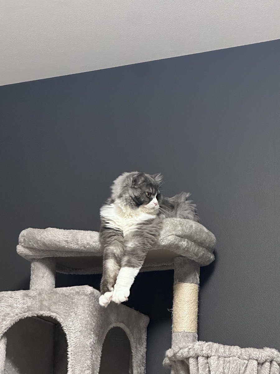 GE812_'s tweet photo. ﾉﾋﾞｰｯ

#スコティッシュフォールド #cat #子猫 #猫のいる幸せ #猫のいる暮らし #猫のいる生活 #猫好きさんと繋がりたい https://t.co/3BaUZxuilT