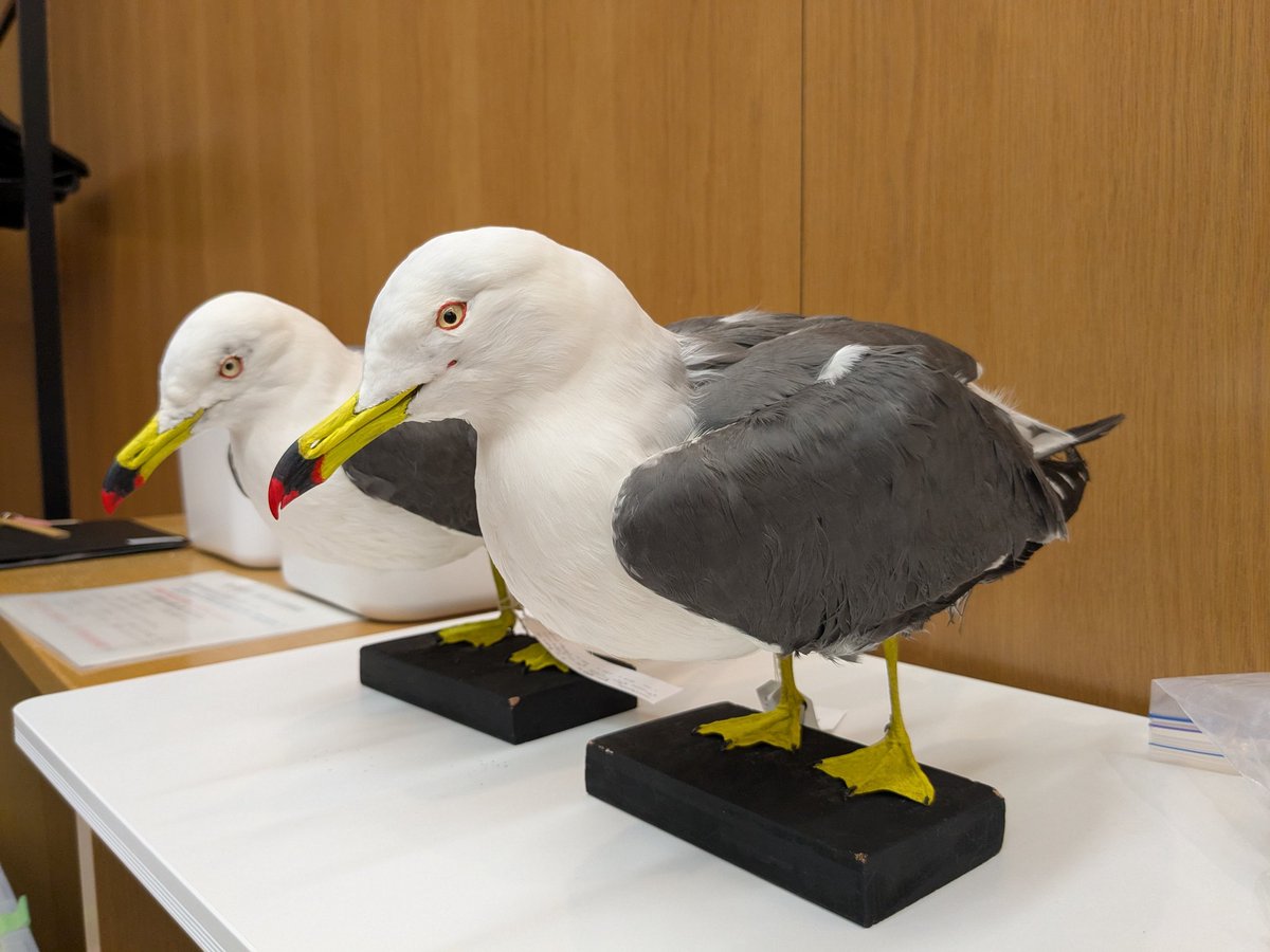 山階鳥学セミナー「発信器装着実習編」で発表・お手伝いさせていただきました🐦️

装着練習用のウミネコ1号君・2号君、お疲れ様でした
