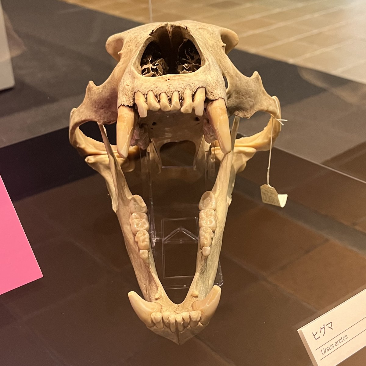 KMNH_kitakyushu's tweet photo. #Bones2 のコツ:ジャイアントパンダとヒグマの頭骨です。固い竹を噛むため大きな筋肉が付くので、パンダの下顎はとても分厚くなっています。特に奥歯の外側(顎の内側)に筋肉がつく大きな溝があるのには、実物を見てとても驚きました。 #いのちのたび博物館 https://t.co/GeJzXhn7Gc. 9/23まで! https://t.co/0Tav7k9zfB