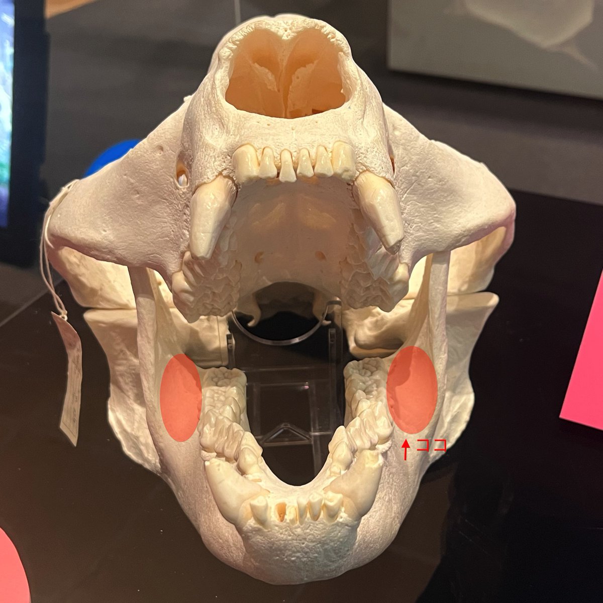 KMNH_kitakyushu's tweet photo. #Bones2 のコツ:ジャイアントパンダとヒグマの頭骨です。固い竹を噛むため大きな筋肉が付くので、パンダの下顎はとても分厚くなっています。特に奥歯の外側(顎の内側)に筋肉がつく大きな溝があるのには、実物を見てとても驚きました。 #いのちのたび博物館 https://t.co/GeJzXhn7Gc. 9/23まで! https://t.co/0Tav7k9zfB