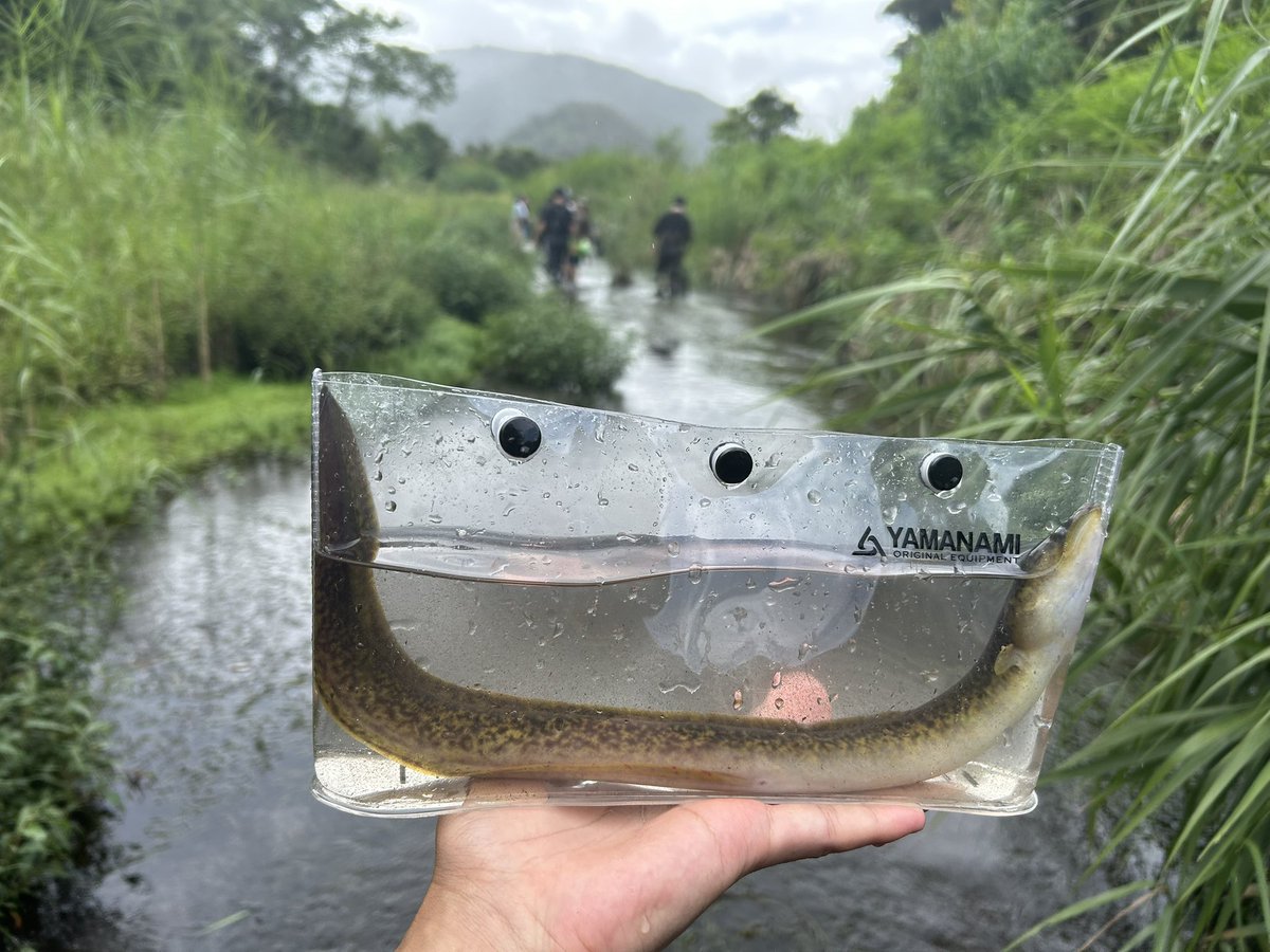 9/12-9/15にかけて開催された、 『アジア国際ウナギシンポジウム』に参加していました！

エクスカーション含めて、ウナギ尽くしの4日間で心の底から楽しめました。色々なアイデアも浮かんだのでまたコツコツと頑張ります！