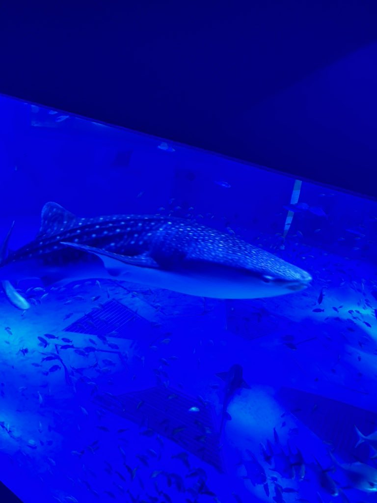 のとじま水族館
ジンベイザメ大きかった可愛かった

震災から現在までの写真とかが張り出されててなんかもう言葉が出ない。

自分には何も出来ないけど
一日も早いご復興を祈念致します