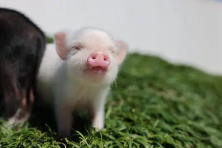 こんにちは🐷