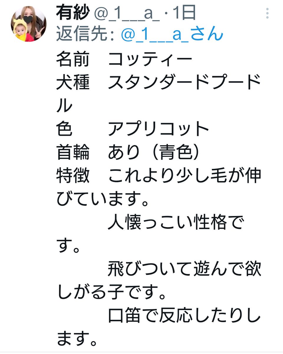 bluecat219's tweet photo. #迷い犬
#スタンダードプードル
#四日市笹川
#拡散希望RTご協力お願い致します https://t.co/0KSVc2zls9