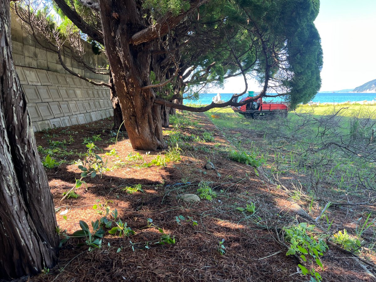 南エリアの伊吹の枯れ枝を手が届く範疇で切り落としました。だいぶすっきりしました。