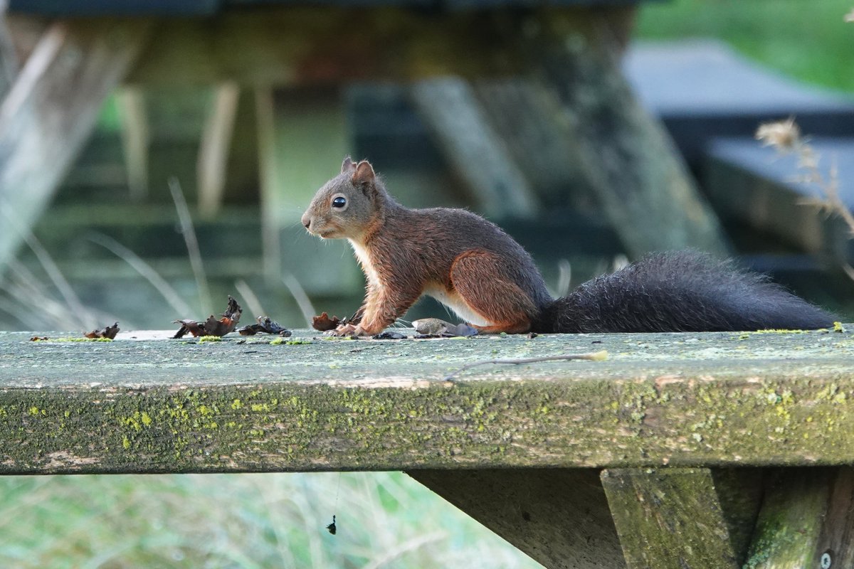 Het is eekhoorntjestijd! Druk bezig met het verzamelen en verstoppen van noten en andere boomvruchten. Zo mooi.