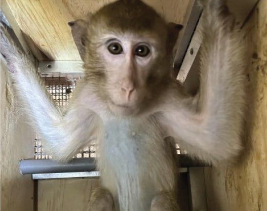 Action for Primates (@action4primates) on Twitter photo Happening today:Â We have been alerted to the plight of hundreds of long-tailed #macaques from #Mauritius due to be transported by SmartLynx from #Paris CDG airport to the USA to suffer in testing labs. Please let #SmartLynx know how cruel & inhumane this is: info@smartlynx.aero Happening today:Â We have been alerted to the plight of hundreds of long-tailed #macaques from #Mauritius due to be transported by SmartLynx from #Paris CDG airport to the USA to suffer in testing labs. Please let #SmartLynx know how cruel & inhumane this is: info@smartlynx.aero