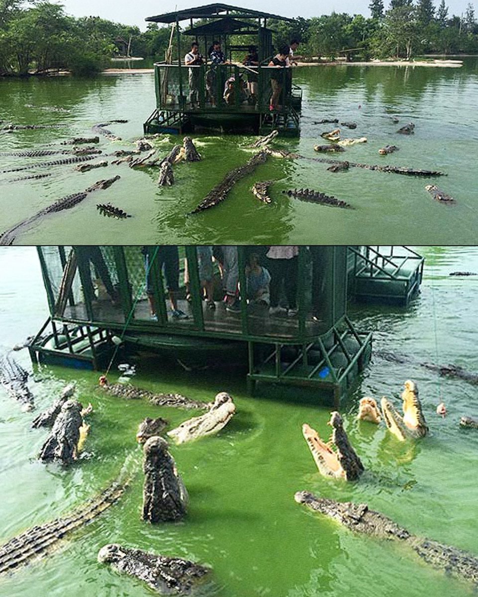 เรื่องเล่านี้เกิดขึ้นในฟาร์มจระเข้แห่งหนึ่งนักท่องเที่ยวไปเยี่ยมชม เจ้าของฟาร์มประกาศท้าทายว่า ถ้าใครกระโดดน้ำลงไปว่ายข้ามฝั่งได้ จะได้รับเงินรางวัล 10 ล้าน บรรยากาศเต็มไปด้วยความเงียบ ทุกคนรู้ดีว่าในทะเลสาบเต็มไปด้วยจระเข้ 😑

แต่แล้วก็มีชายคนหนึ่งกระโดดลงไป ตู้มมม !!!