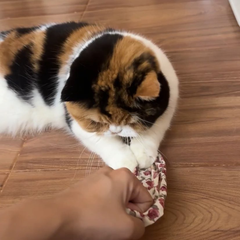 บุ๋งงี่ ૮₍ ˃ ⤙ ˂ ₎ა🥯✨ tweet media