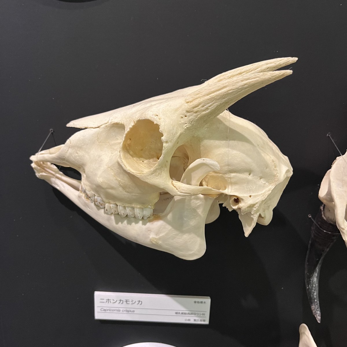 KMNH_kitakyushu's tweet photo. #Bones2 のコツ:「カモシカ」は名前に「シカ」がはいっていますが、「ウシ」の仲間です。ウシの仲間の角は頭骨とつながった骨ですが、オスのシカの角は毎年生え変わります。これで山で拾った頭骨も見分けることができますね。 #いのちのたび博物館 https://t.co/GeJzXhn7Gc. 9/23まで! https://t.co/TMSIRROamu