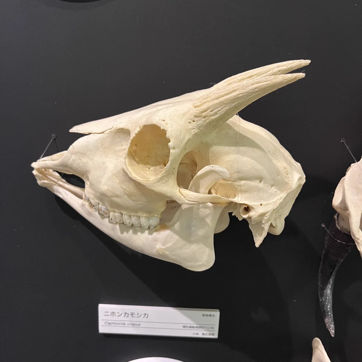 シカ　スカル　頭蓋骨　標本　カモシカ いのちのたび博物館 on X: 