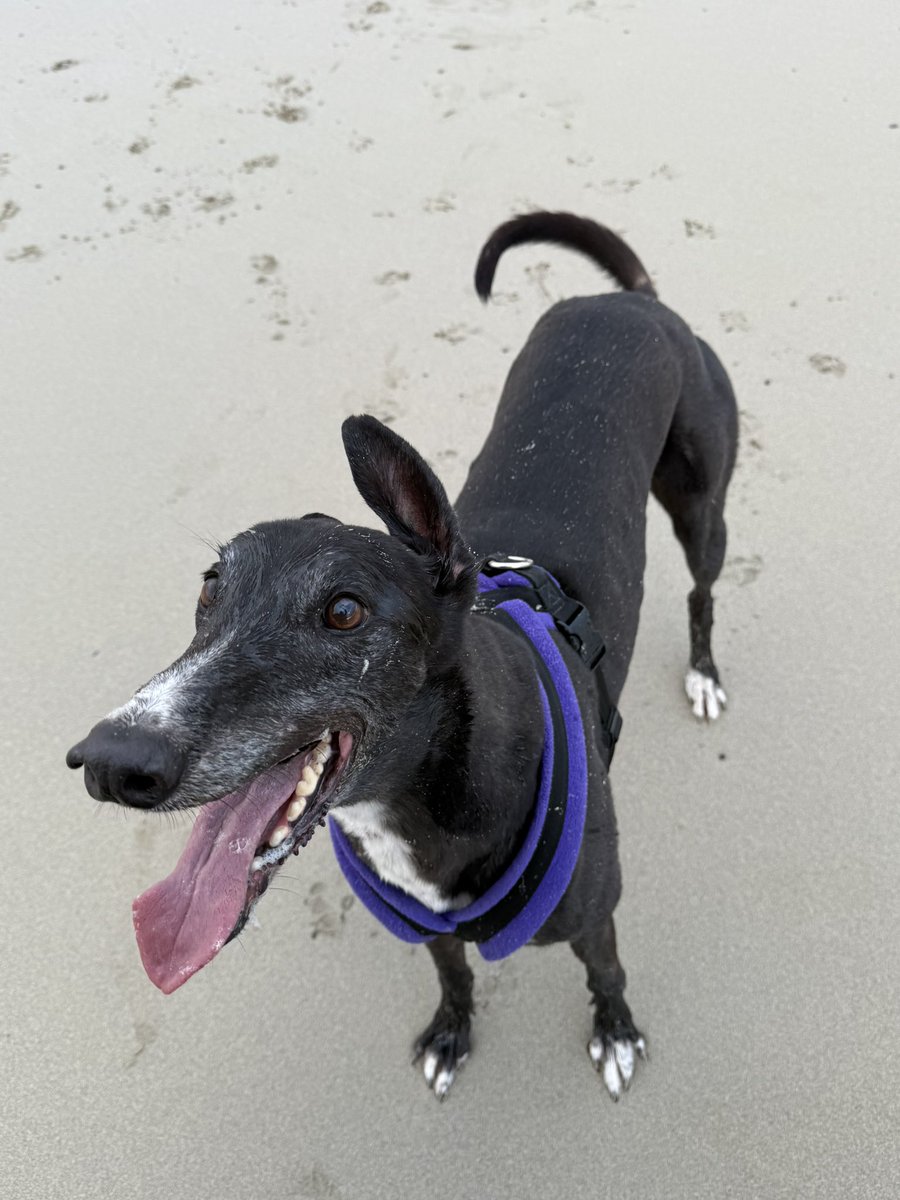 A while ago, I didn’t know what forever felt like. Now I’ve got sand under my paws, love in my heart and a family who calls me theirs. 💙🐾 Tongue out because adopted life is the sweetest life. #TongueOutTuesday #AdoptDontShop