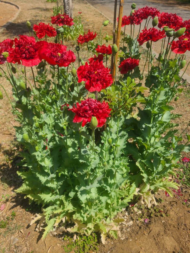 ~B 🇿🇼 tweet media