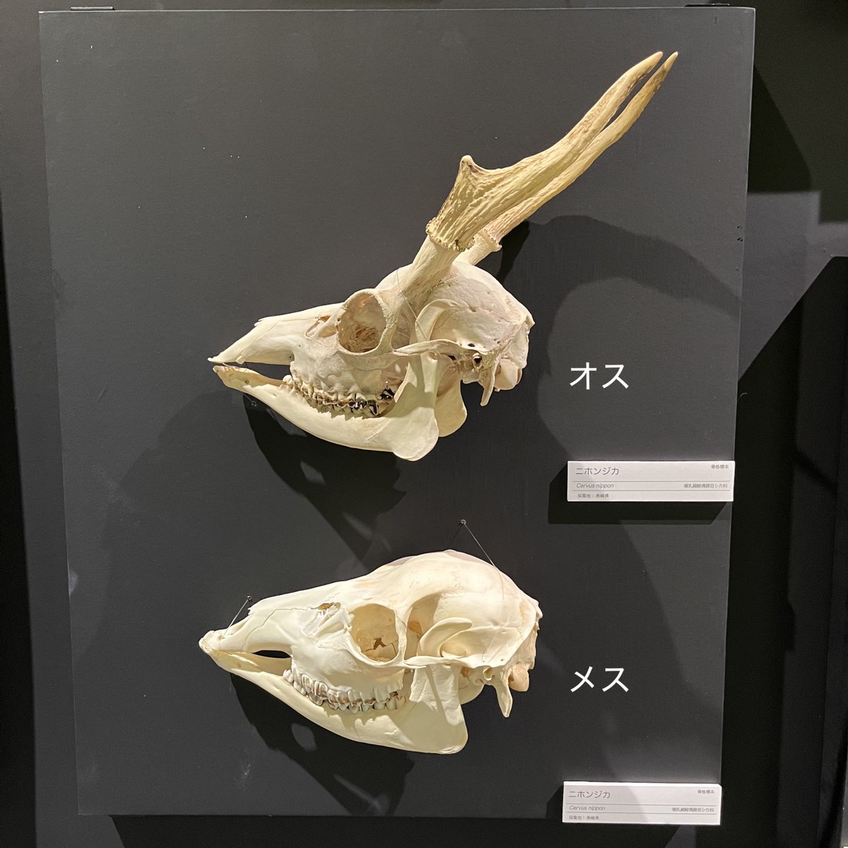 KMNH_kitakyushu's tweet photo. #Bones2 のコツ:「カモシカ」は名前に「シカ」がはいっていますが、「ウシ」の仲間です。ウシの仲間の角は頭骨とつながった骨ですが、オスのシカの角は毎年生え変わります。これで山で拾った頭骨も見分けることができますね。 #いのちのたび博物館 https://t.co/GeJzXhn7Gc. 9/23まで! https://t.co/TMSIRROamu