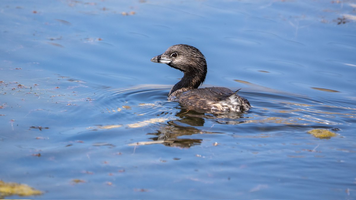 JamesWalsh60's tweet photo. More retrospectives from my recent California trip -this time some of the birds around Monterey: Anna's Hummingbird; Pied-billed Grebe; Savannah Sparrow &amp; Least Sandpiper @naturetrektours https://t.co/2VKFaYUcni