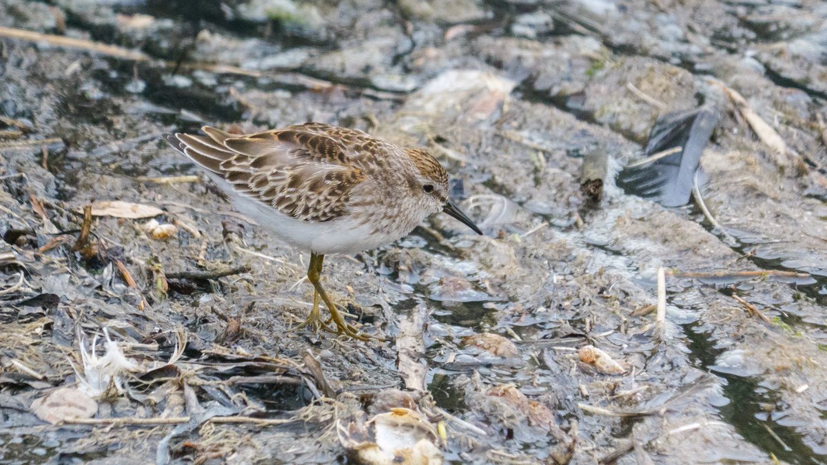 JamesWalsh60's tweet photo. More retrospectives from my recent California trip -this time some of the birds around Monterey: Anna's Hummingbird; Pied-billed Grebe; Savannah Sparrow &amp; Least Sandpiper @naturetrektours https://t.co/2VKFaYUcni