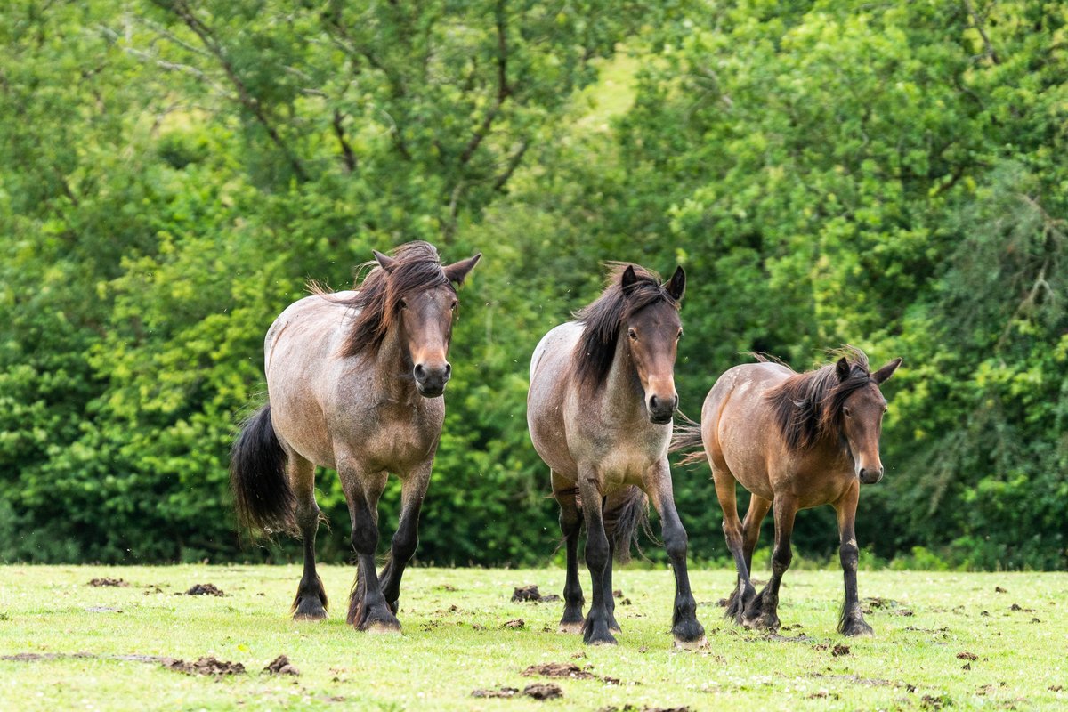 penbugle's tweet photo. We have some great news … we have Dales ponies here at Penbugle!
As the name suggests, this hardy breed is a native of the many dale areas of the UK, including those in Derbyshire and the Cheviots, parts of Yorkshire and Tyne and Wear.
https://t.co/AhsDCB4KI2 https://t.co/UA6pmkN1gV