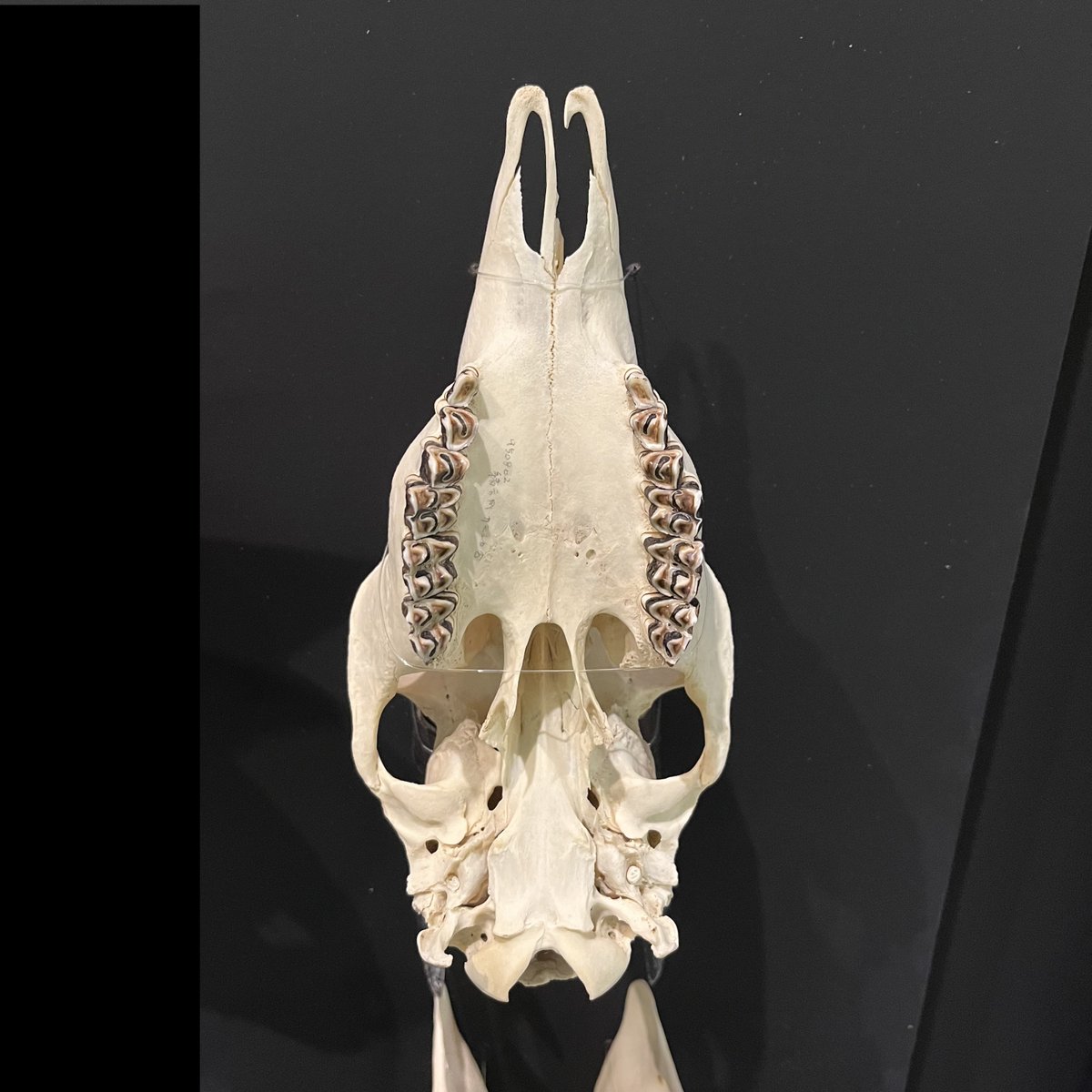 KMNH_kitakyushu's tweet photo. #Bones2 のコツ:超難問!?どちらがカモシカでしょうか?カモシカとシカの上顎を口の中から見ています。答えは明日! #いのちのたび博物館 https://t.co/GeJzXhmzQE. 9月23日(火・祝)まで! https://t.co/YXxWW0W1yA