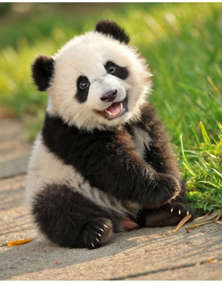 vivaneil1234's tweet photo. Good Morning.🐾😊 https://t.co/6xHXwy9Eyi