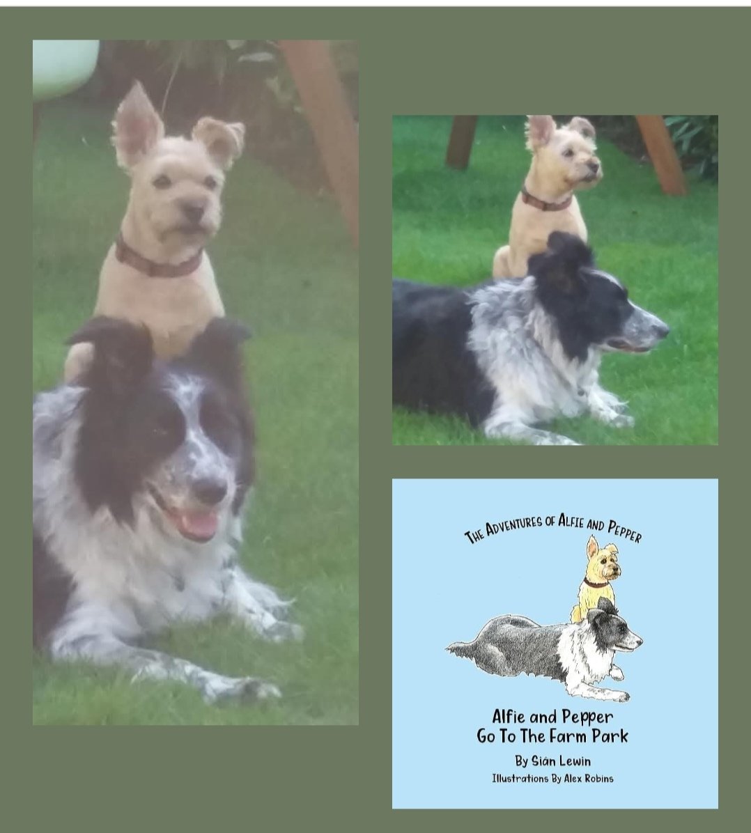 SianLewin1's tweet photo. Choosing a front cover is always hard, but I think we went with the right Alfie and Pepper pictureπΎ Each #story has a different colour background, but keeping the series style πΎ
https://t.co/TH51m0iqlQ
#bookseries #dogsinbooks #alfieandpepper #kidslit #readingtime #books https://t.co/VYwxwSJDtQ