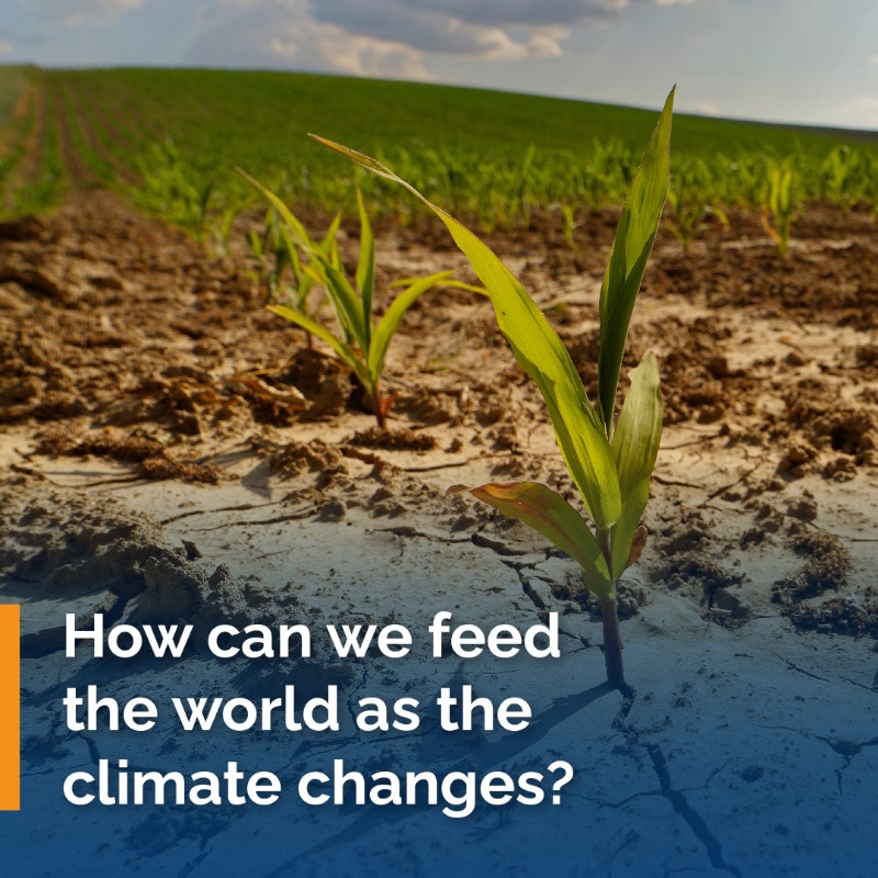 KAUST_News's tweet photo. Through the Center of Excellence for Sustainable #FoodSecurity, #KAUST is fast-tracking discoveries from lab to field, driving innovations to secure food production in hotter, drier conditions.