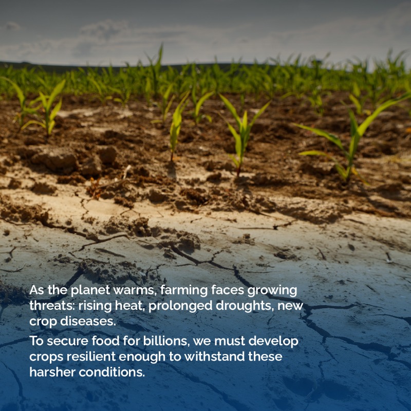 KAUST_News's tweet photo. Through the Center of Excellence for Sustainable #FoodSecurity, #KAUST is fast-tracking discoveries from lab to field, driving innovations to secure food production in hotter, drier conditions.