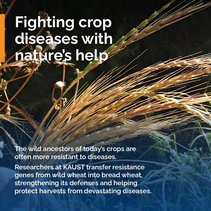 KAUST_News's tweet photo. Through the Center of Excellence for Sustainable #FoodSecurity, #KAUST is fast-tracking discoveries from lab to field, driving innovations to secure food production in hotter, drier conditions.