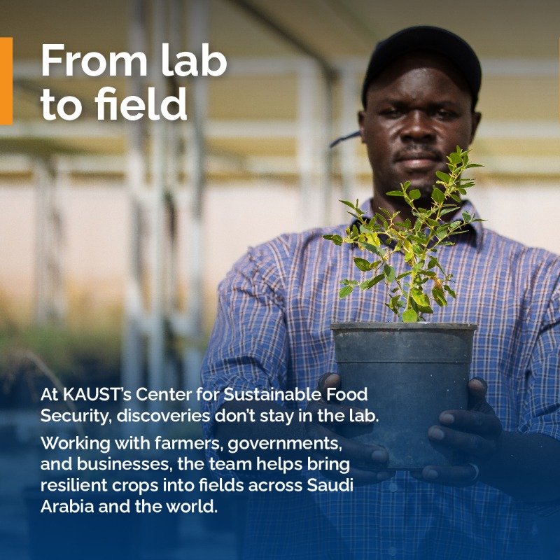 KAUST_News's tweet photo. Through the Center of Excellence for Sustainable #FoodSecurity, #KAUST is fast-tracking discoveries from lab to field, driving innovations to secure food production in hotter, drier conditions.