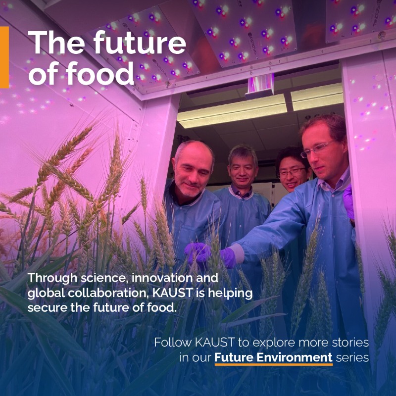 KAUST_News's tweet photo. Through the Center of Excellence for Sustainable #FoodSecurity, #KAUST is fast-tracking discoveries from lab to field, driving innovations to secure food production in hotter, drier conditions.