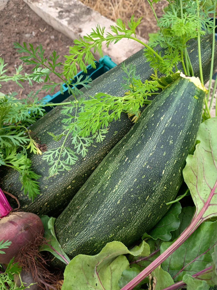 <a href="/BoughtonHeath/">Boughton Heath Academy</a> - various produce grown, cooking apples from the tree, beetroot and courgettes, well marrows now. All grown by the children.