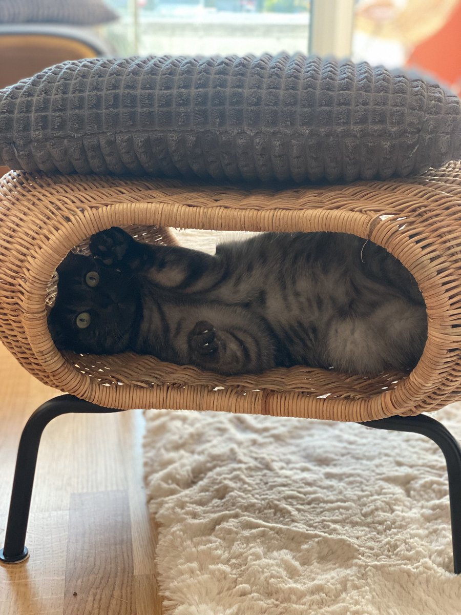 …lagodno jutro, neke mačke…