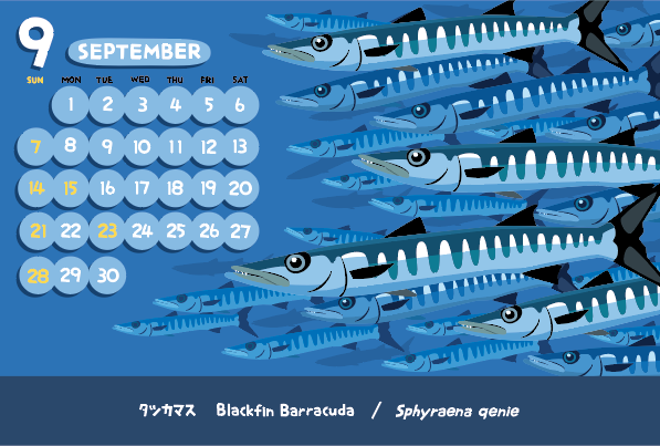 vimytaro's tweet image. 今月のカレンダー
パラオやシパタン島で、渦を巻いて竜巻みたいな群を作るブラックフィンバラクーダ。そんな光景が大好きで、ずいぶん昔からよく絵に描きました〜。2019年に日本で初めて記録されて、標準和名が付きました。でもなんかあっさりしてて、食材の名前っぽい（笑）いえ、個人の感想です。