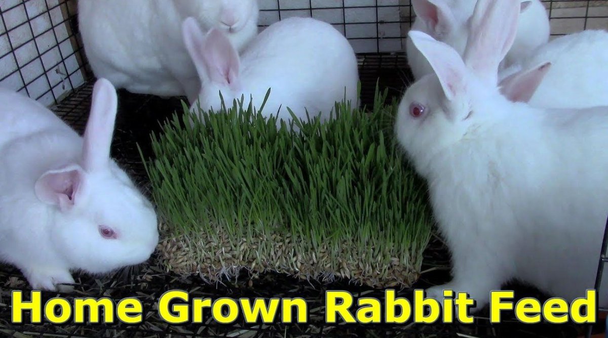 AgriHopper's tweet image. 7 days → lush rabbit feed.
          Uses 90% less water
          Fits in a small room
          Consistent green supply year-round
Hydroponics = the feed of the future.
#AgriHopper #GreenSolutions